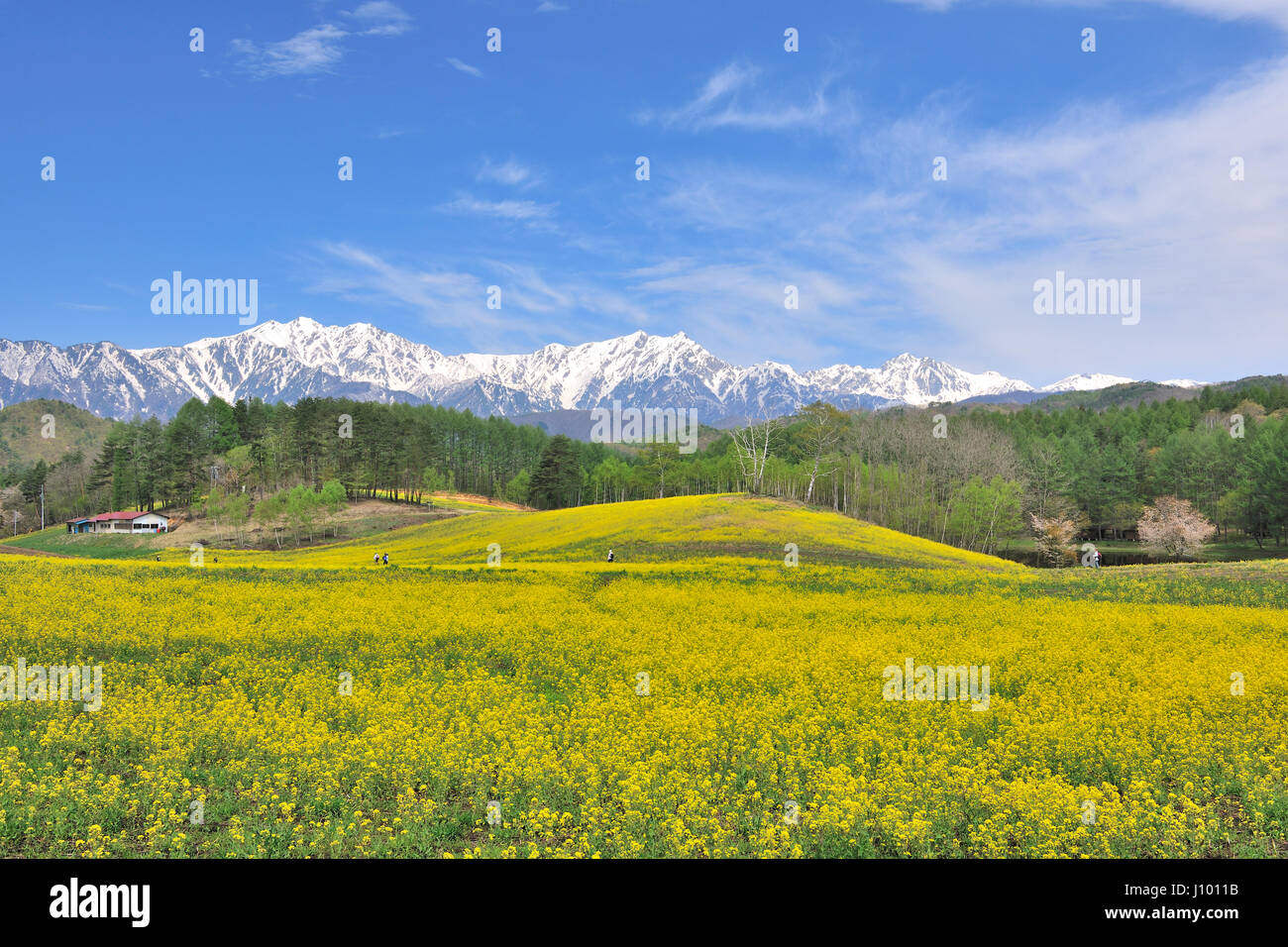 Campi di senape, Nagano, Giappone Foto Stock