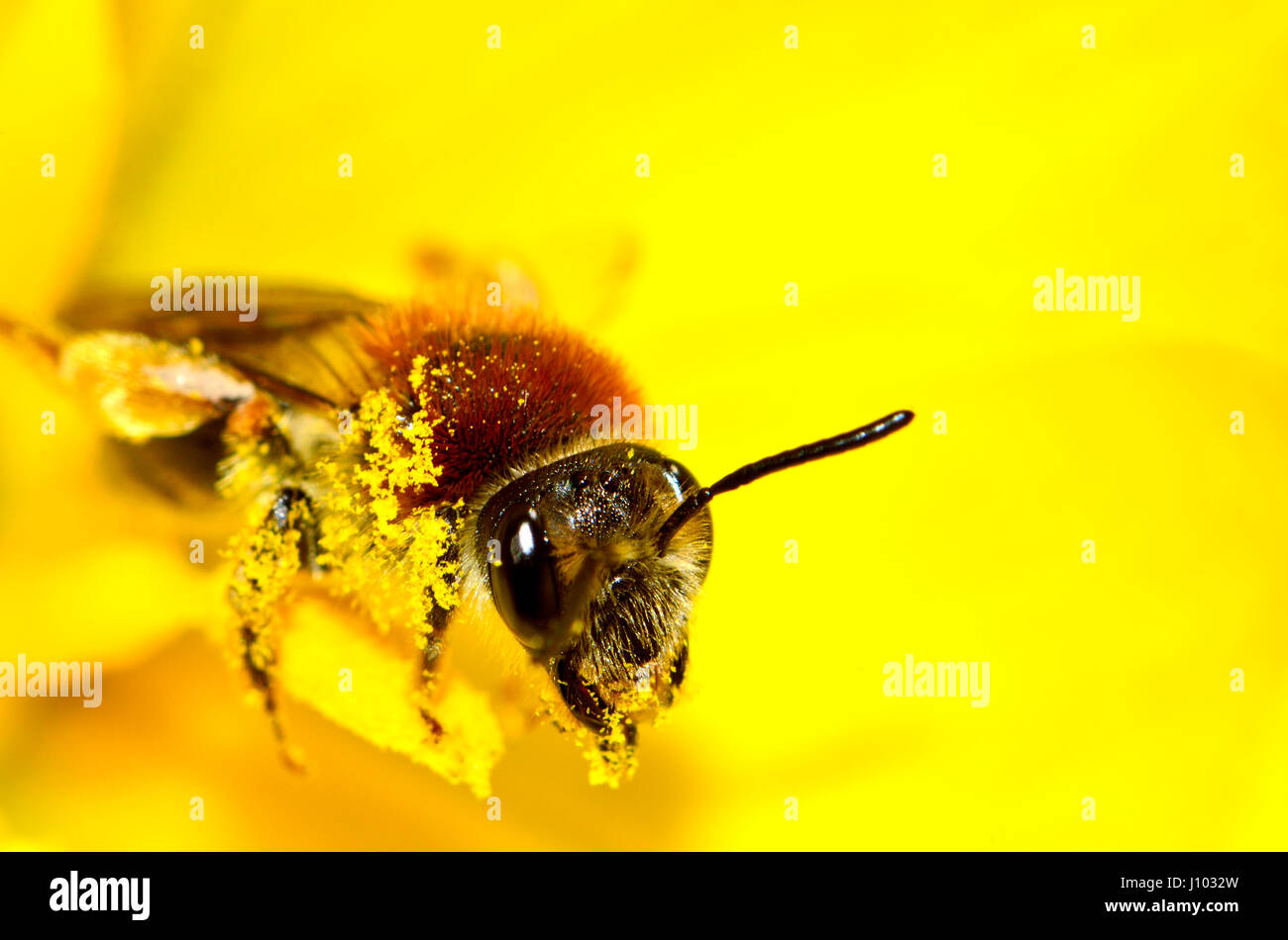 Comune di miele delle api (Apis melifera) coperto di polline Kent, Inghilterra, Aprile Foto Stock