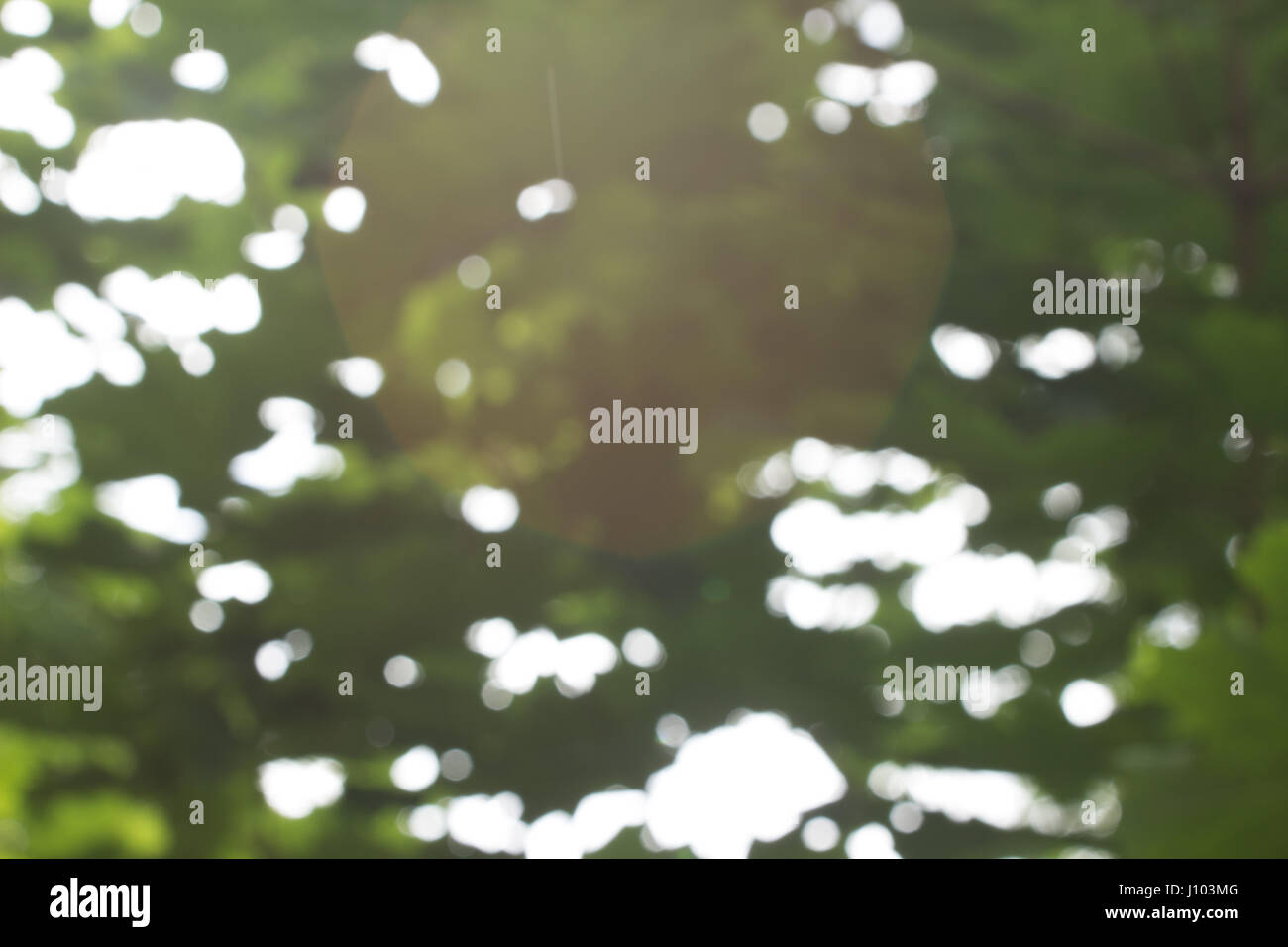 Boke/sfocato sfondo , ombra di alberi verdi Foto Stock