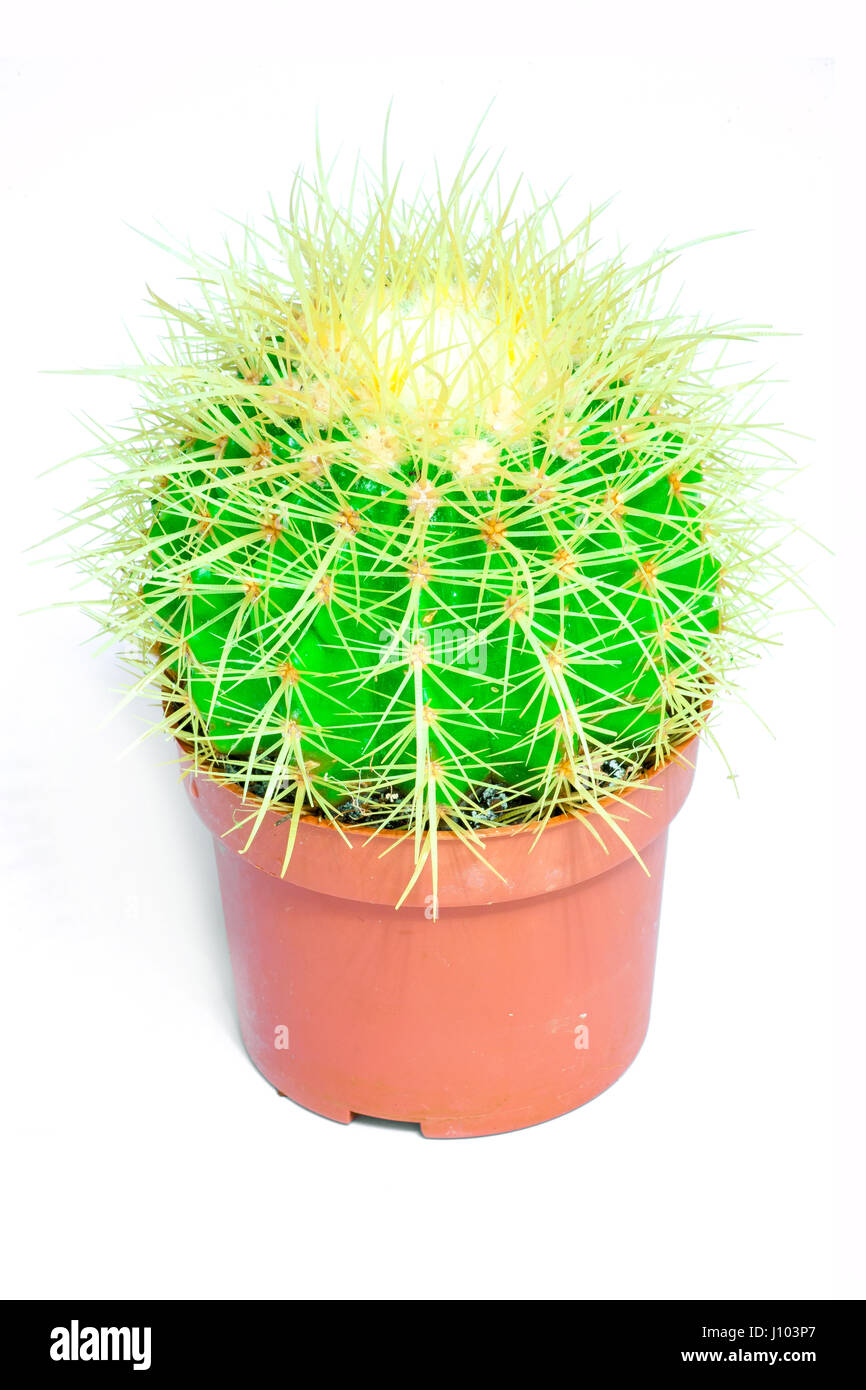 Cactus verde con aghi in una pentola di rosso su sfondo bianco. Isolato. Foto Stock