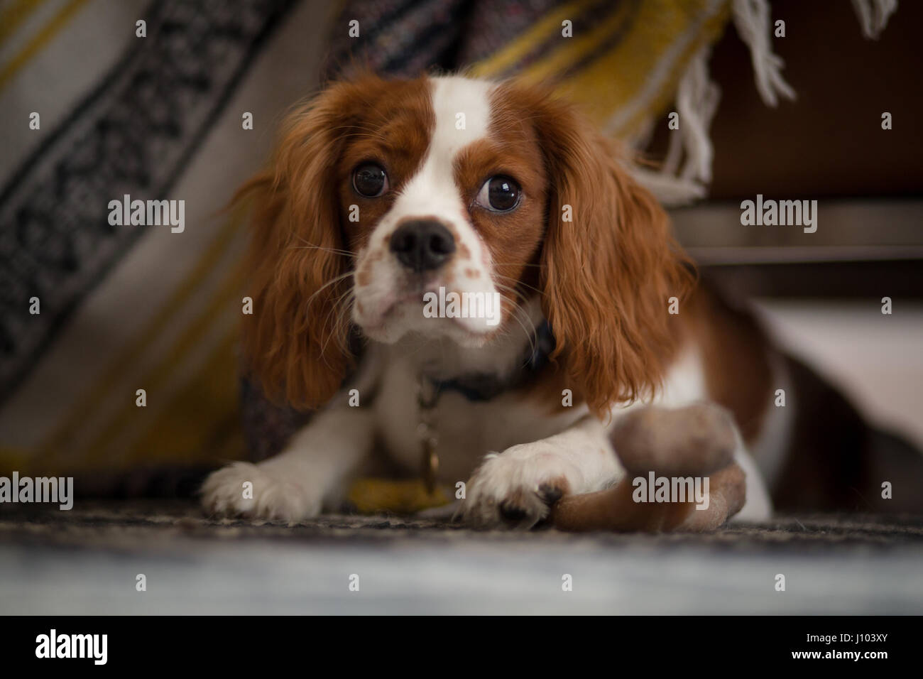 Un Cavalier King Charles Spaniel nascondere sotto un divano, dietro una coperta Foto Stock