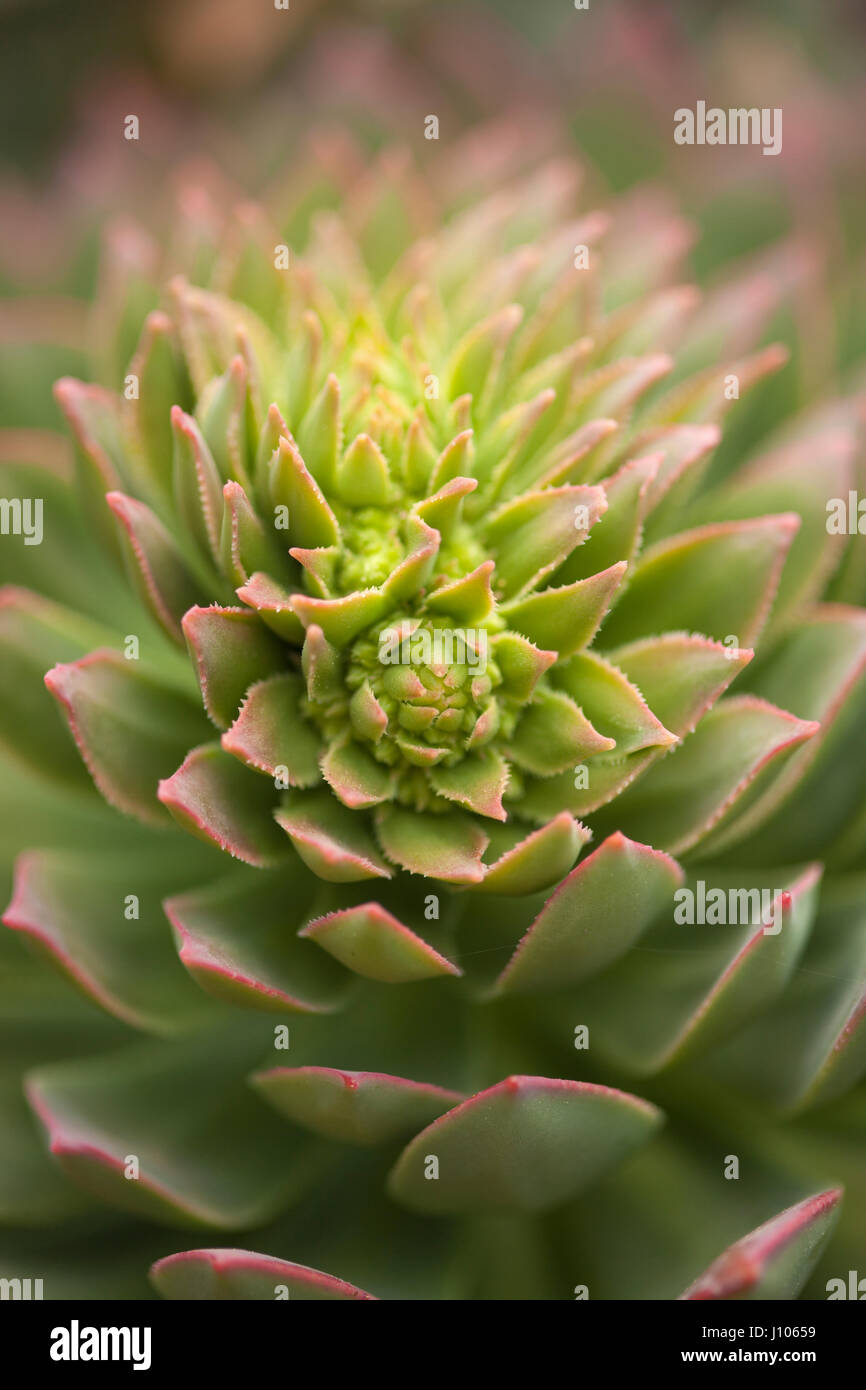 La flora di Gran Canaria - Aeonium circa al bloom, naturale sfondo floreale Foto Stock