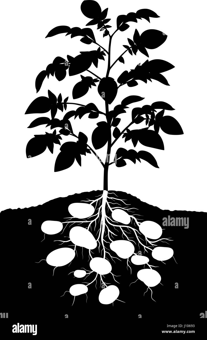 Vettore modificabile silhouette di una completa pianta di patata Illustrazione Vettoriale