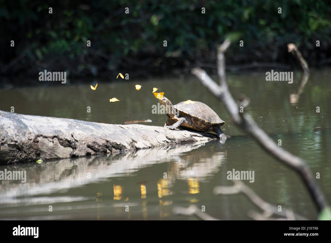 Tartaruga di fiume e farfalle Foto Stock