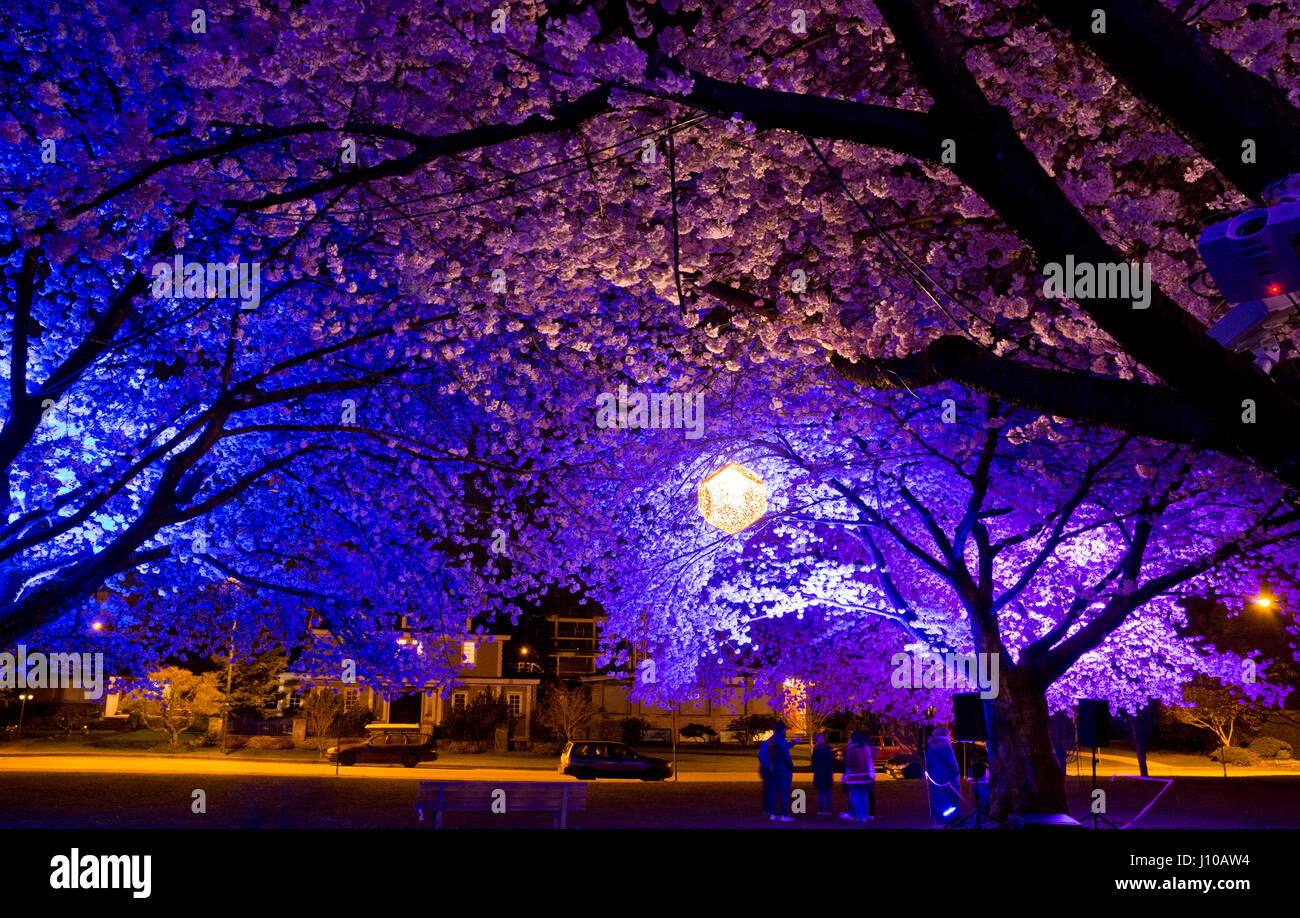 Vancouver Cherry Blossom Festival 2017: illuminazioni colorate del Ciliegio ornamentale blossoms luce la serata al 'Spring luci' evento al Queen Elizabeth Park di Vancouver. Credito: Maria Janicki/Alamy Foto Stock