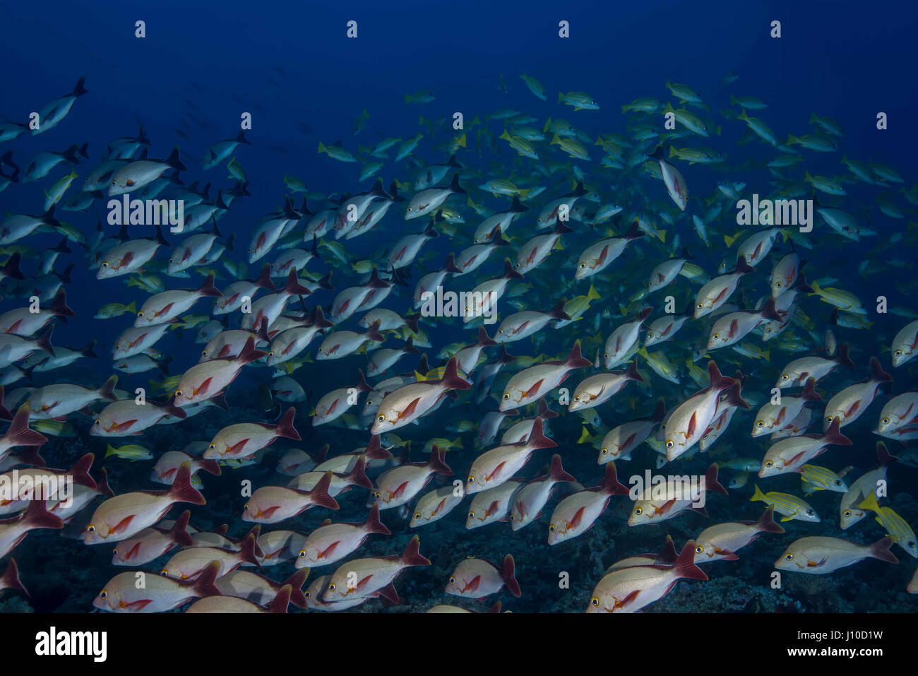 Marzo 22, 2017 - Oceano Indiano, Malesia - Scuola di pesce Humpback Lutianido (Lutjanus gibbus) in acqua blu, Oceano Indiano, Maldive (credito Immagine: © Andrey Nekrasov/ZUMA filo/ZUMAPRESS.com) Foto Stock