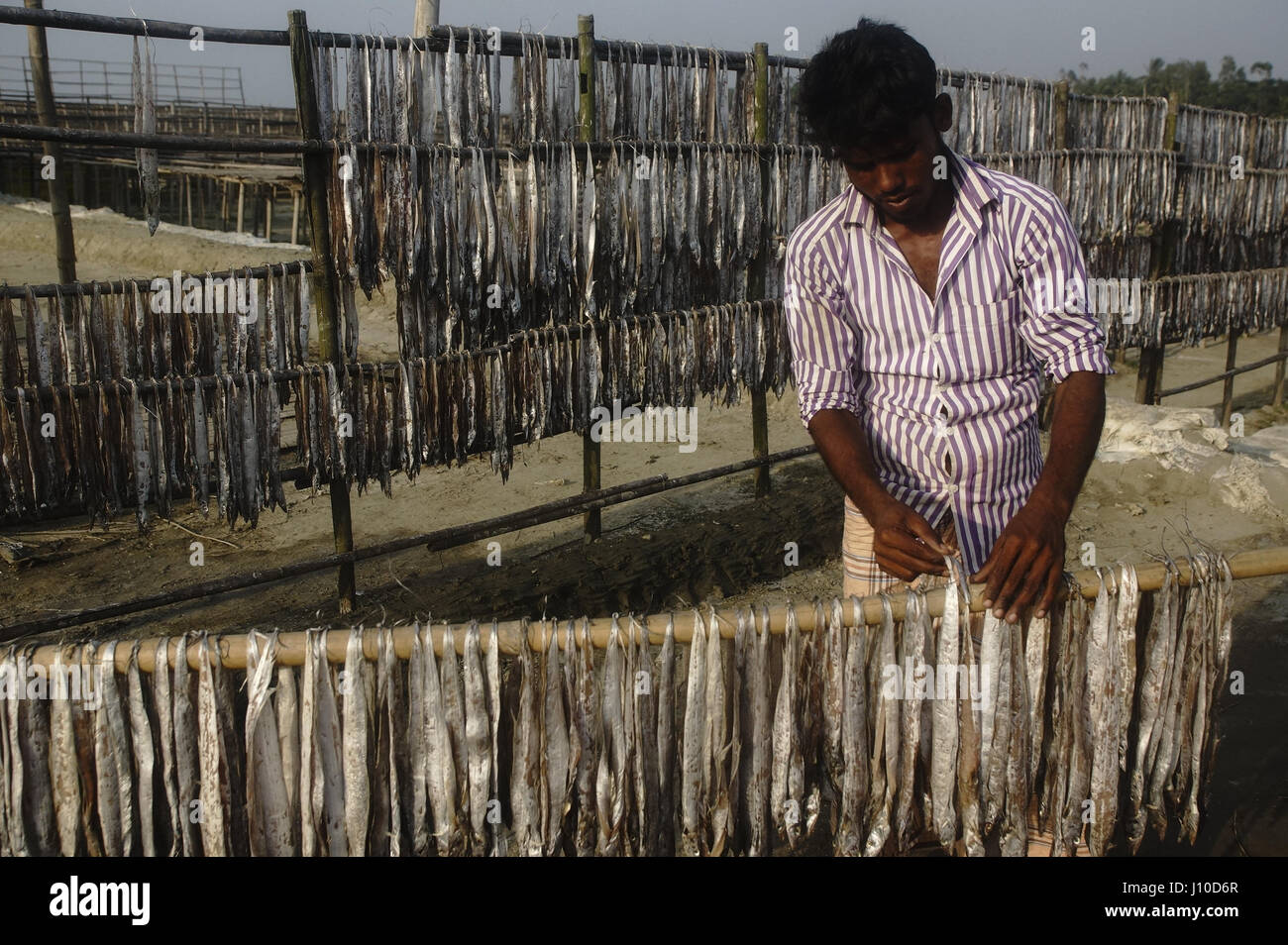 Aprile 13, 2017 - Cox's Bazar, Bangladesh - un lavoratore sta asciugando i pesci sotto il sole a Naziratek, Cox's Bazar. Credito: Md. Mehedi Hasan/ZUMA filo/Alamy Live News Foto Stock