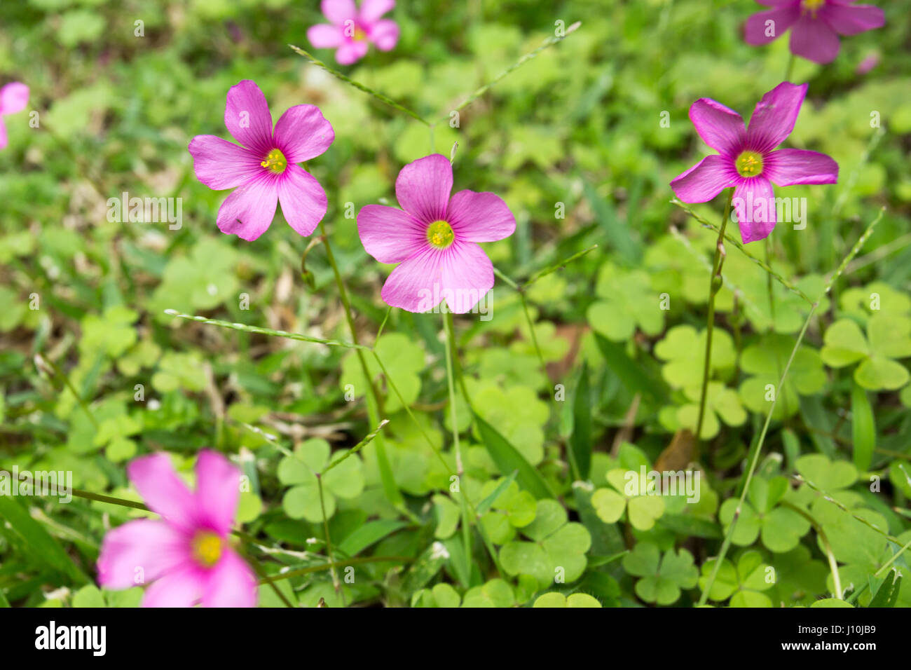 Legno di rosa sorrel (Oxalis Articulata) fiori aperti durante il giorno nuvoloso in Asuncion in Paraguay. Legno di rosa sorrel entrambi i fiori e foglie hanno la capacità di rispondere con movimenti (noto come movimenti nyctinastic) - dispiegamento o apertura - per le condizioni di luce e oscurità o di temperatura. Foto Stock