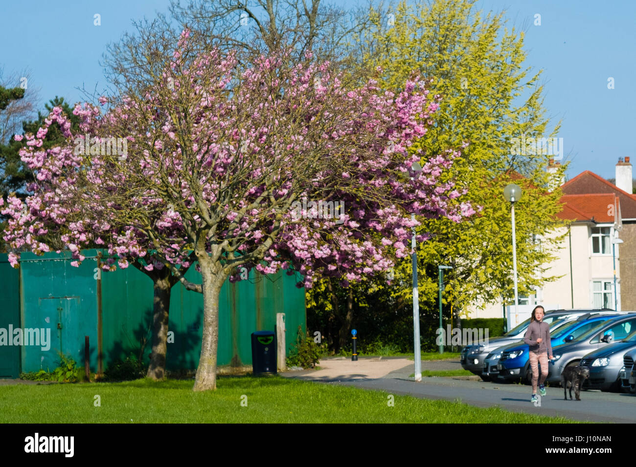 Aberystwyth Wales UK. Xviii Apr, 2017. Regno Unito Meteo: una ragazza camminare il suo cane, godersi il caldo sole primaverile in una luminosa mattina di sole nel parco Plascrug, Aberystwyth Wales Photo credit: Keith Morris/Alamy Live News Foto Stock
