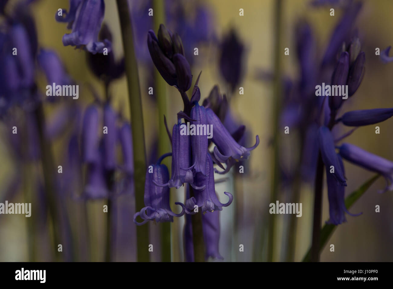 Badbury legno, Faringdon, UK. Xviii Apr, 2017. Un tappeto di inglese bluebells copre il terreno sotto i faggi del legno Badbury vicino a Faringdon, Oxfordshire. Nonostante il freddo di una notte il segnale bluebells che la primavera nel Regno Unito è arrivato. Il bluebells Badbury in legno sono bluebells inglese piuttosto che il invasiva bluebells spagnolo che minacciano alcune popolazioni di bluebells NEL REGNO UNITO. Credito: Jill Walker/Alamy Live News Foto Stock