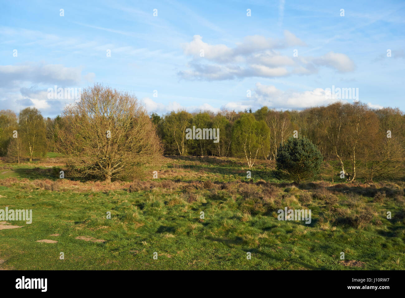 Highgate comune. Stafforshire Wildlife Trust. Regno Unito Foto Stock