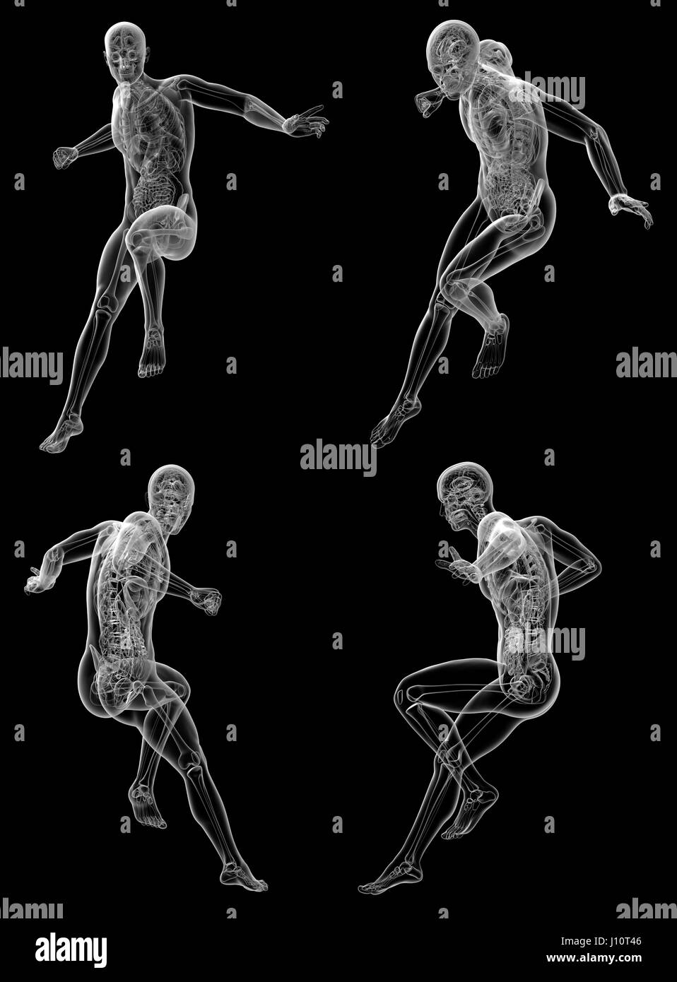 Rendering 3d Illustrazione medica dell'anatomia umana Foto Stock