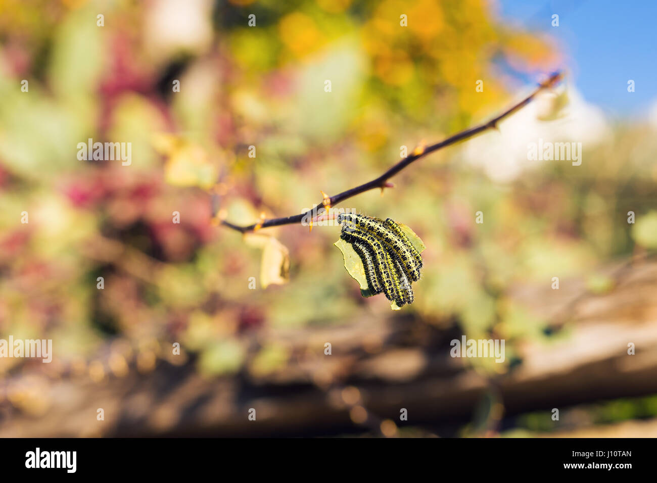 Il grande bruco verde su una foglia Foto Stock