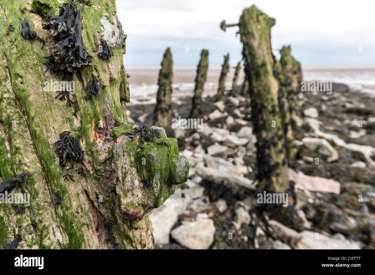 Erosi legno marcescente dal vecchio palificazioni con formazione di ruggine testa di bullone a Goldcliff sui livelli di Gwent, Wales, Regno Unito Foto Stock