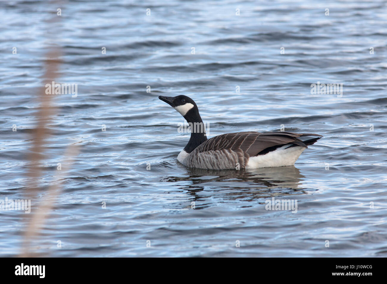CANADA GOOSE 2017 Foto Stock