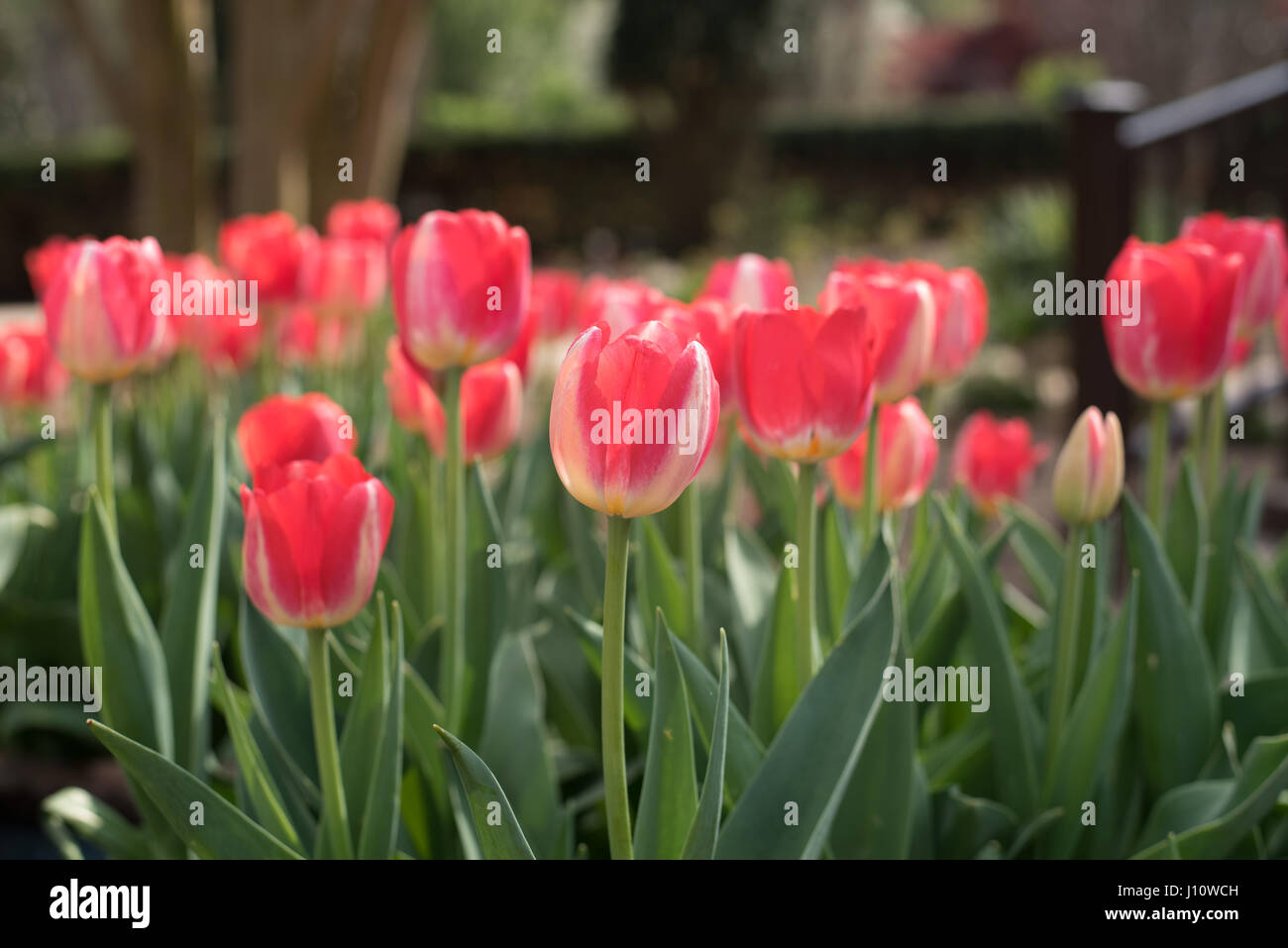 Gigli rosa nel letto giardino Foto Stock