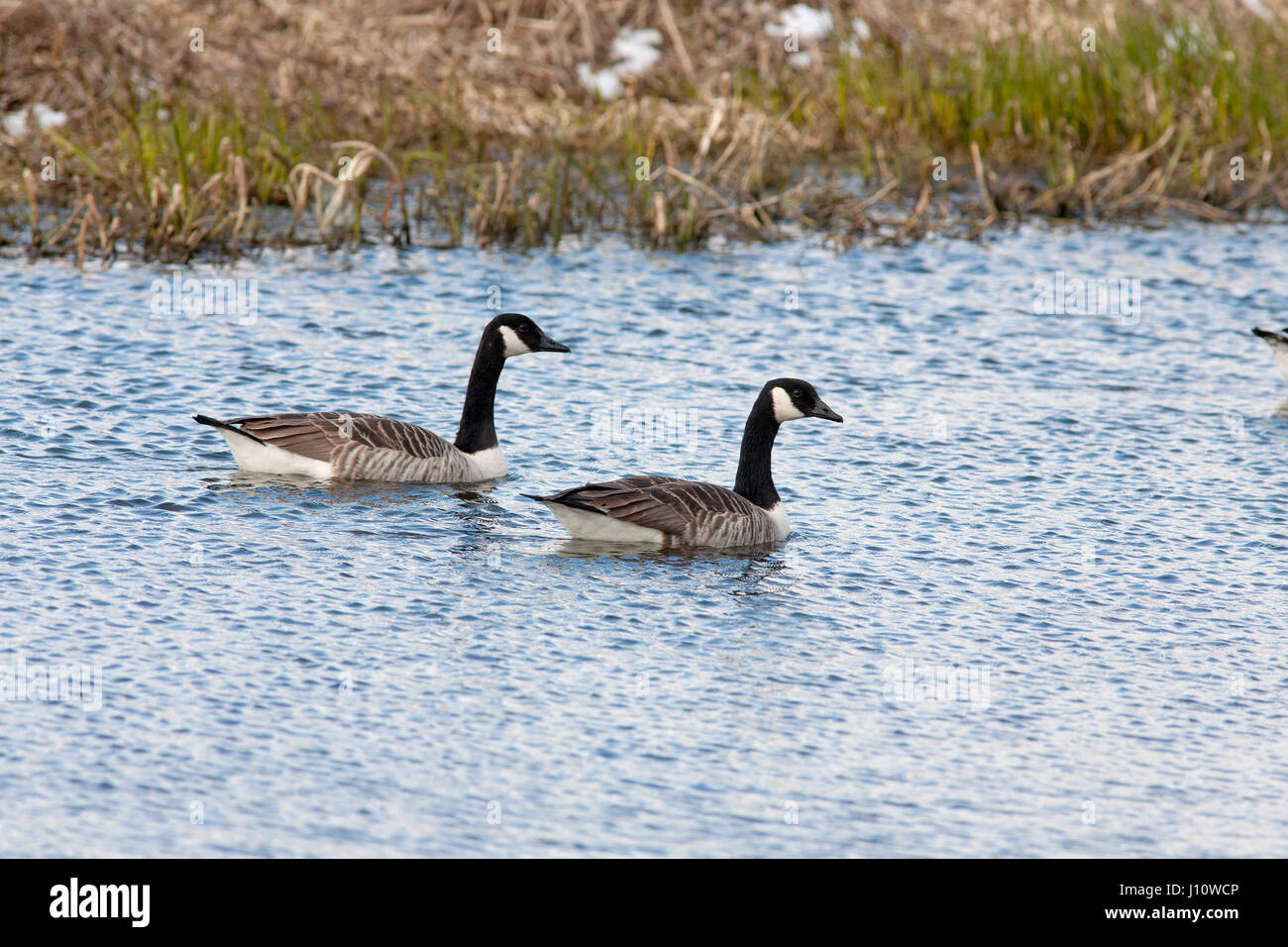 CANADA GOOSE 2017 Foto Stock