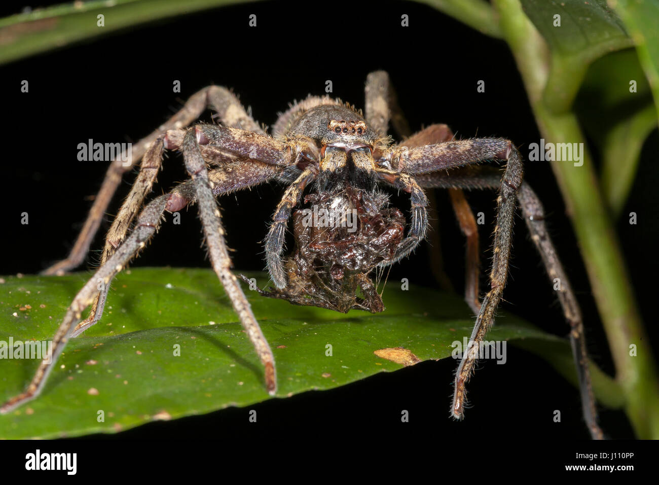 Lupo ragno con parzialmente digerito pasto, Sabah Borneo Foto Stock