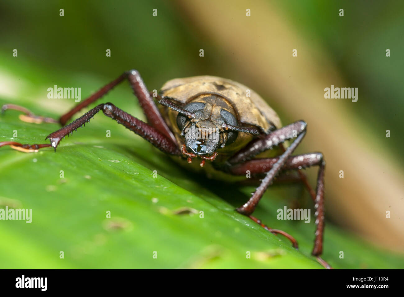 Long-cornuto beetle, Cerambycidae, Danum Valley, Sabah Borneo Foto Stock