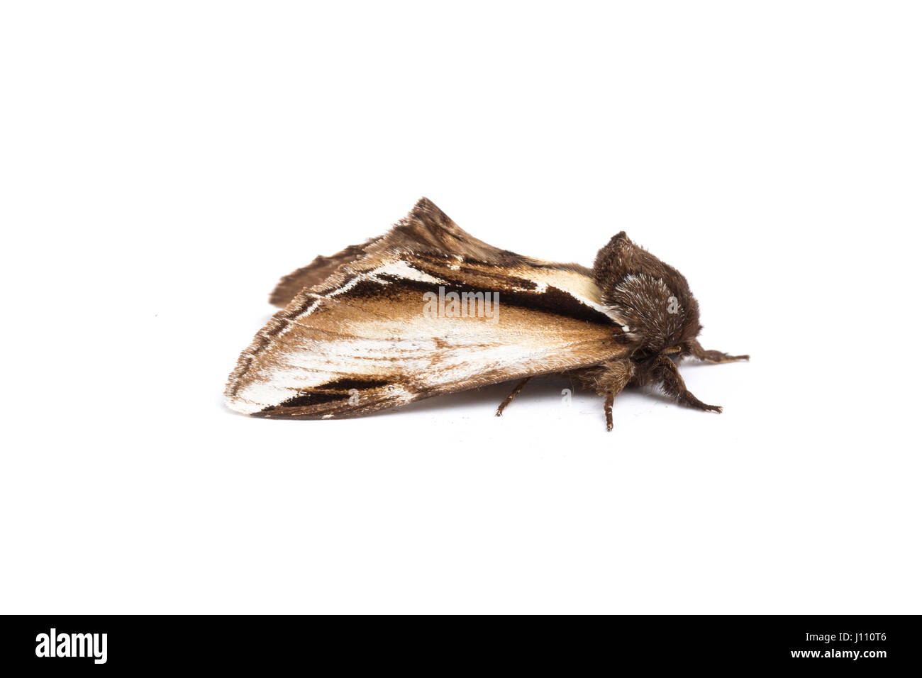 Minor Swallow falena prominente, Monmouthshire, Aprile Foto Stock