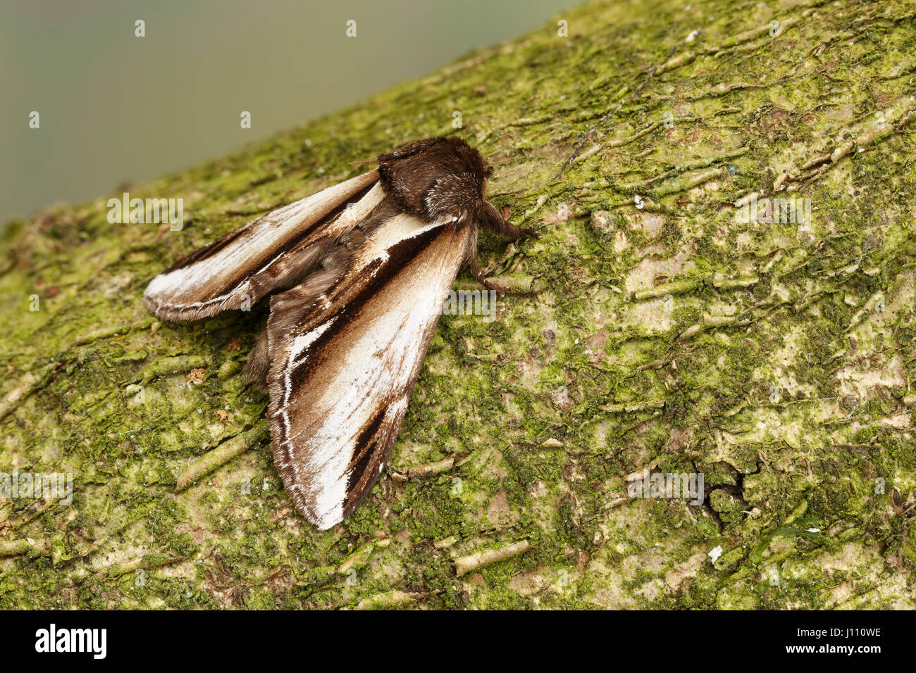 Minor Swallow falena prominente, Monmouthshire, Aprile Foto Stock