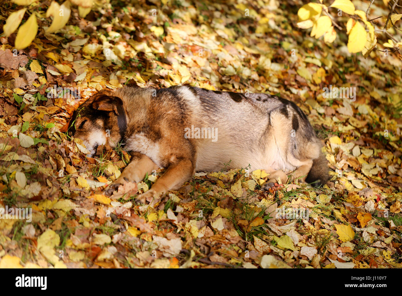 Grande e bella cane dorme in foglie di giallo Foto Stock