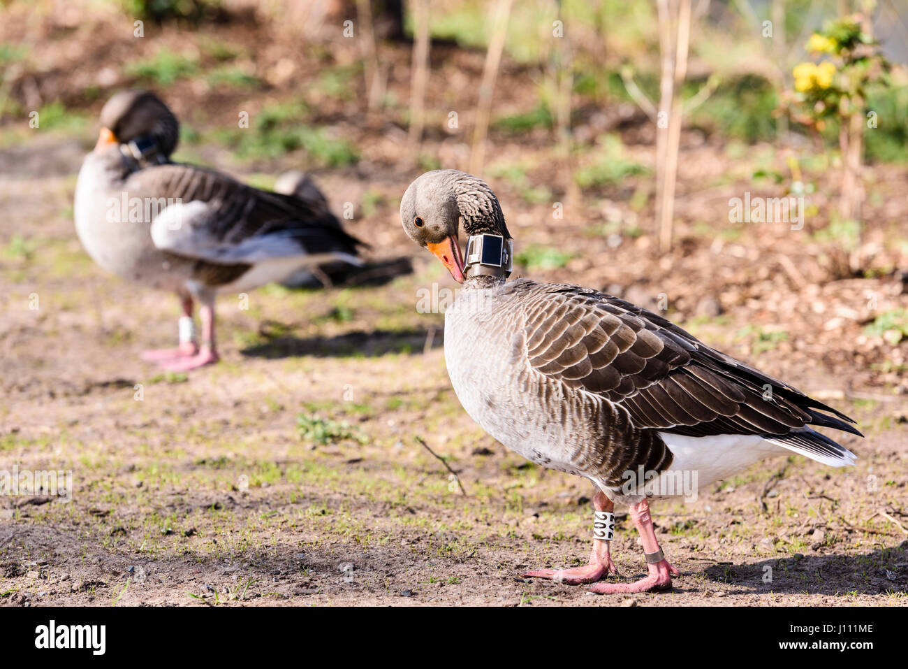 Oca Graylag con un GPS tracker sul suo collo. Foto Stock