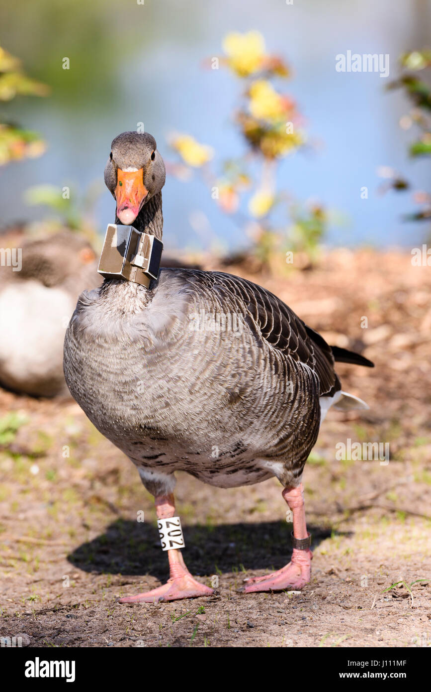 Oca Graylag con un GPS tracker sul suo collo. Foto Stock