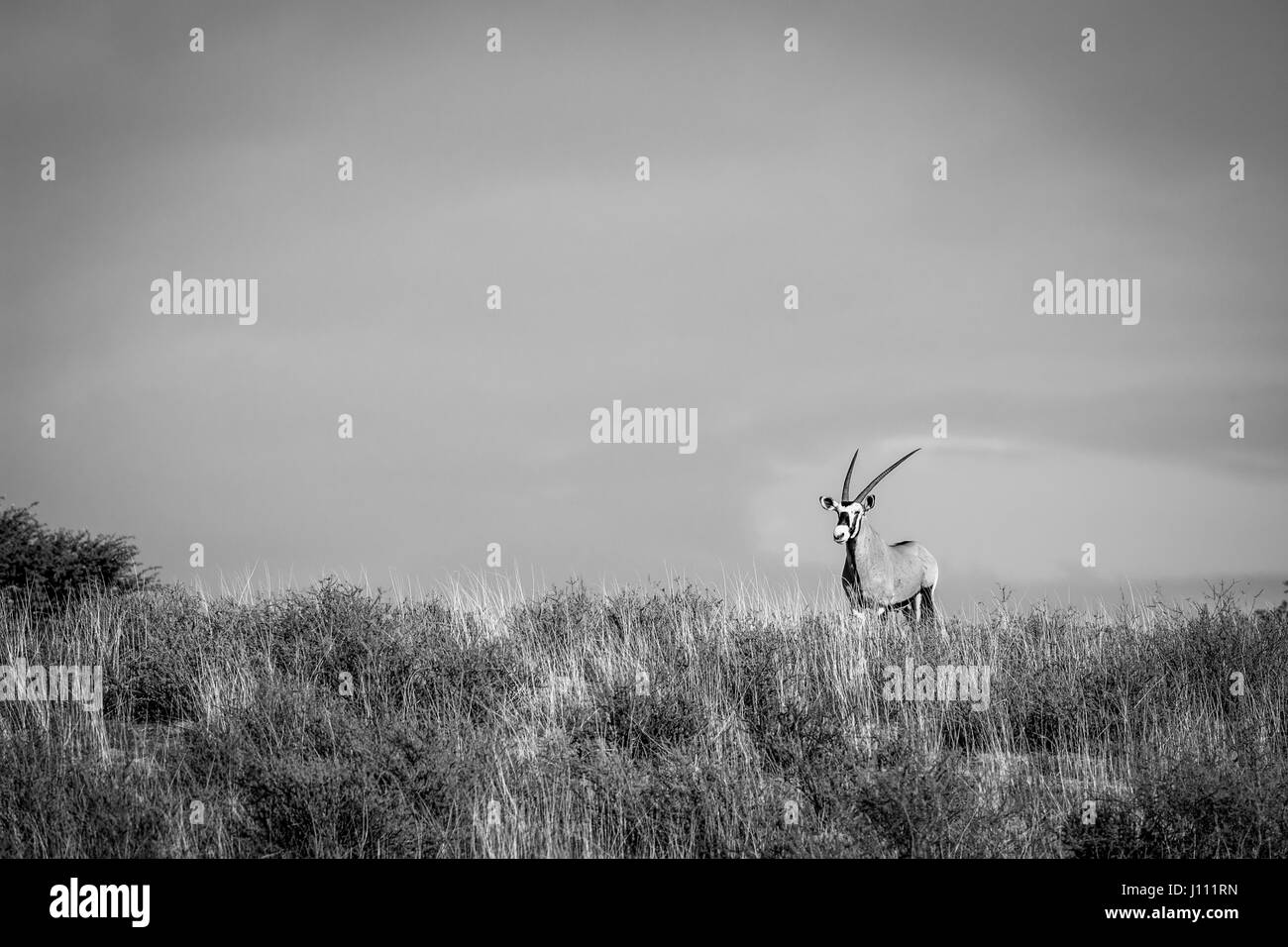 Gemsbok su un crinale in bianco e nero nel Kgalagadi Parco transfrontaliero, Sud Africa. Foto Stock