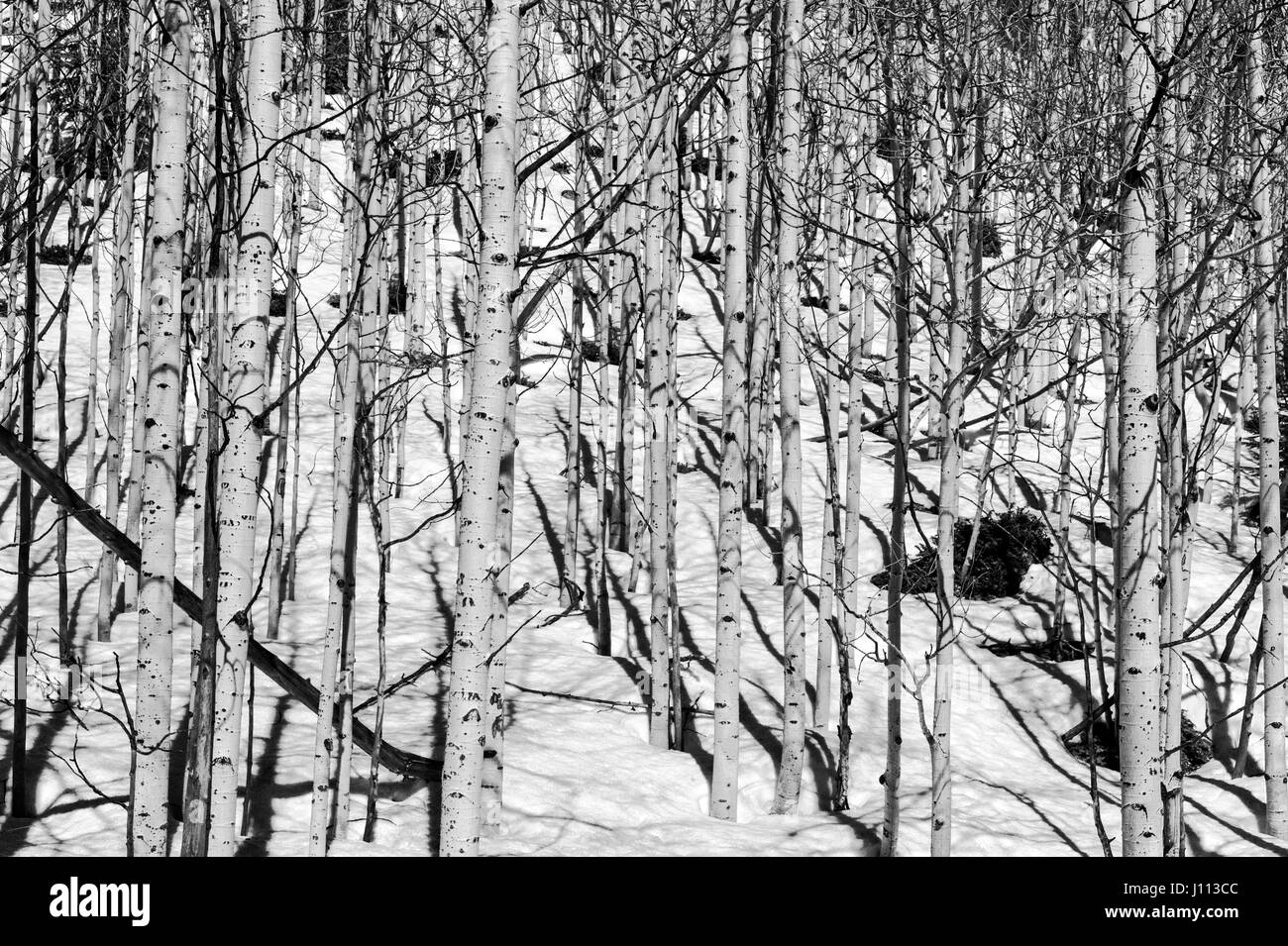 Bianco & Nero vista di Aspen alberi in inverno la neve nei pressi di Monarch Pass, Chaffee County, Colorado, STATI UNITI D'AMERICA Foto Stock