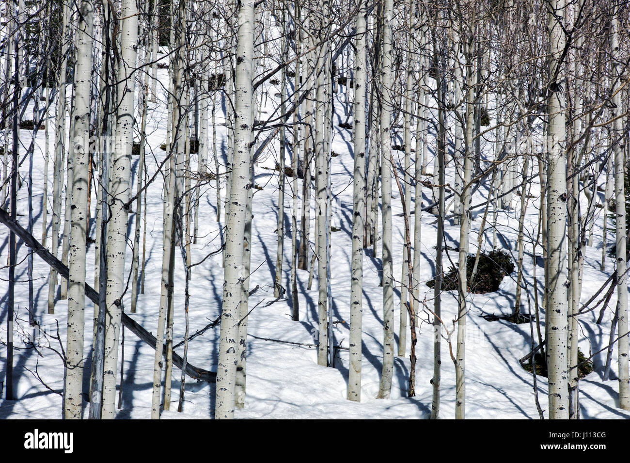 Aspen alberi in inverno la neve nei pressi di Monarch Pass, Chaffee County, Colorado, STATI UNITI D'AMERICA Foto Stock