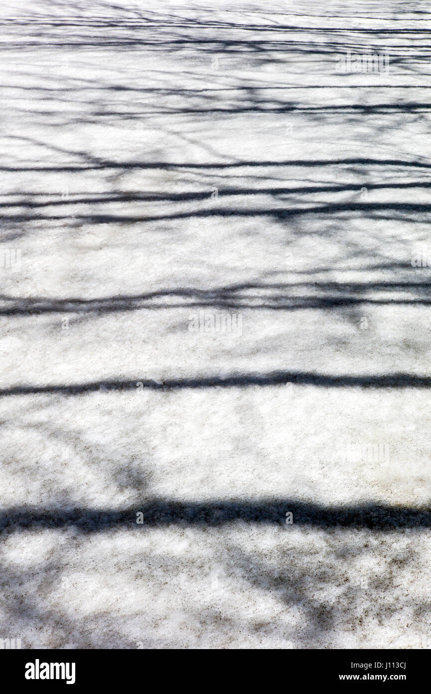 Aspen alberi creano ombra astratti modelli sulla neve fresca Foto Stock