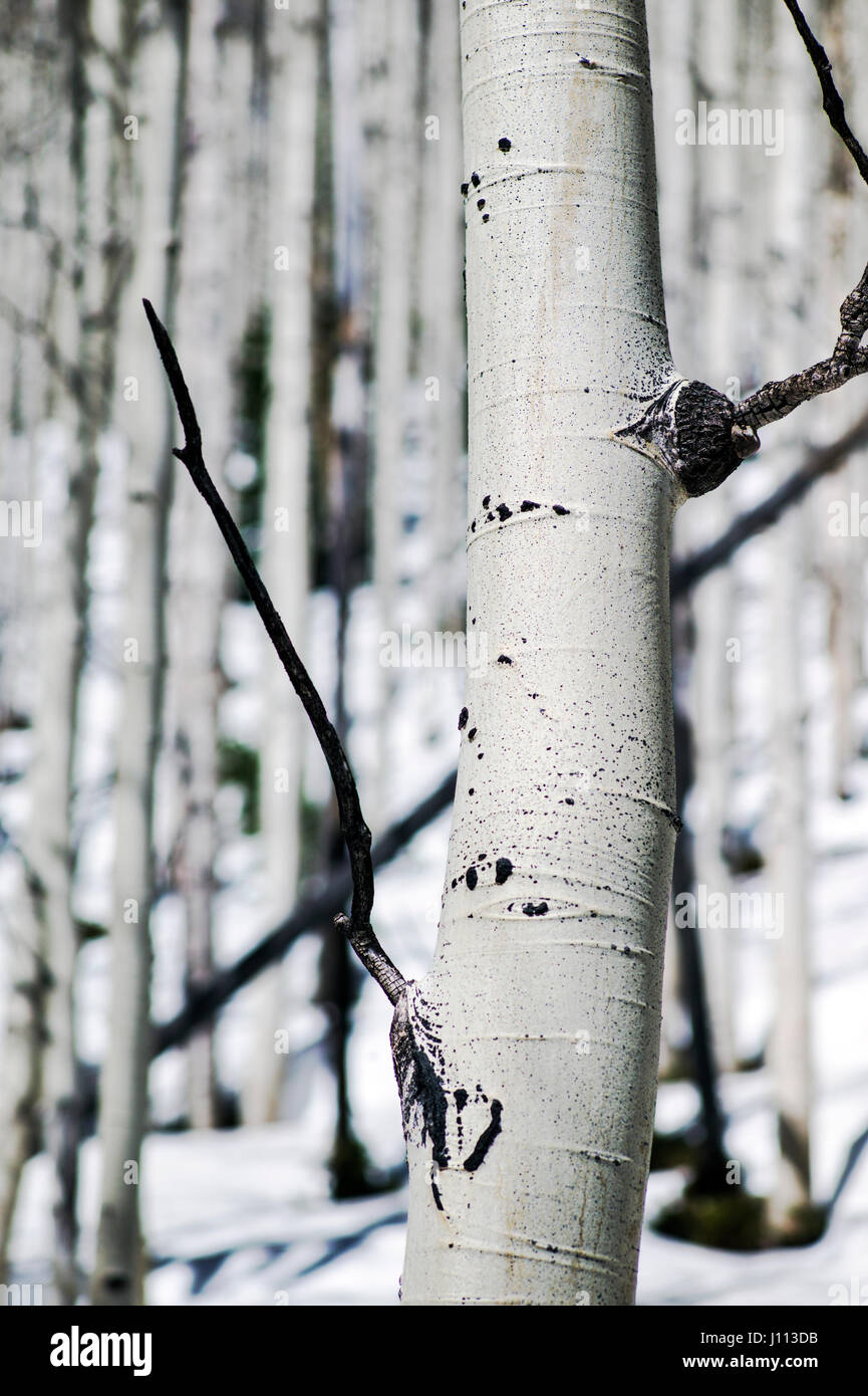 Aspen alberi in inverno la neve nei pressi di Monarch Pass, Chaffee County, Colorado, STATI UNITI D'AMERICA Foto Stock