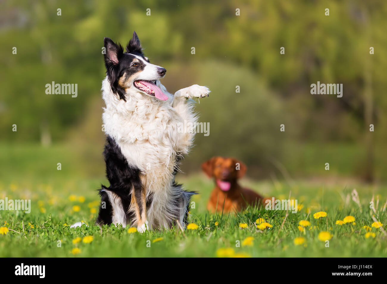 Immagine di un Border Collie sollevando la zampa Foto Stock