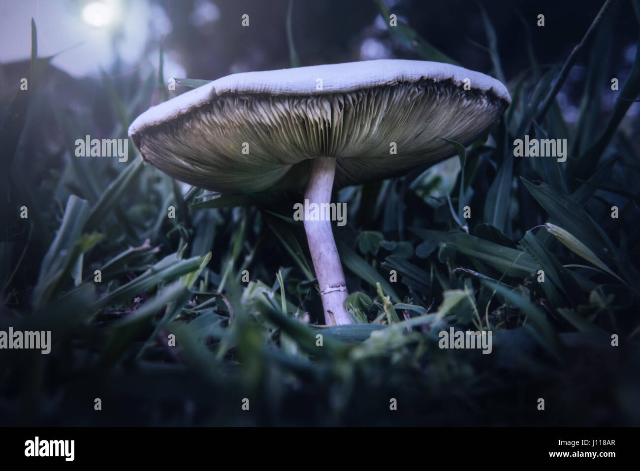 Close-up di un toadstool al chiaro di luna Foto Stock