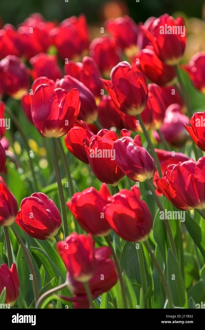 Fiori tulipani Tulipa perenne lettiera impianti petali di fiore rosso vivace colorato colorato giardino Giardinaggio Orticoltura Foto Stock