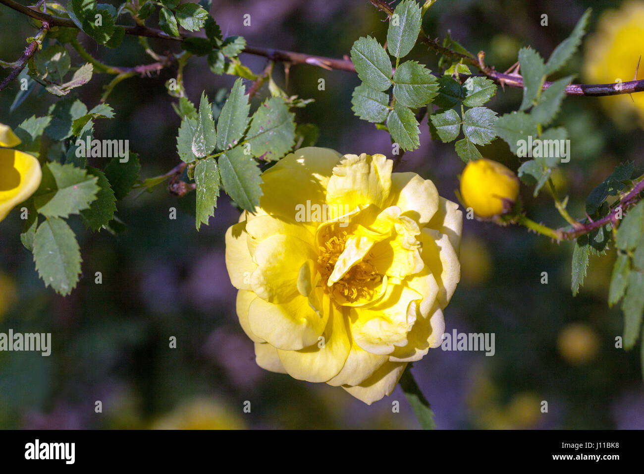 Rosa foetida, persiano rosa gialla close up Foto Stock