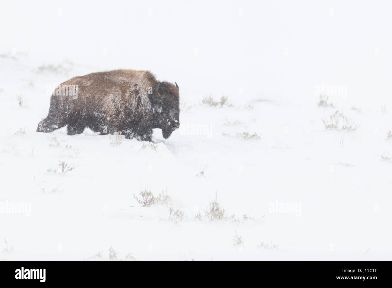 Bisonti americani / Amerikanischer ( Bison bison bison ), adulto, durante la bufera di neve, in condizioni difficili, camminando attraverso la neve profonda, Yellowstone NP, STATI UNITI D'AMERICA. Foto Stock