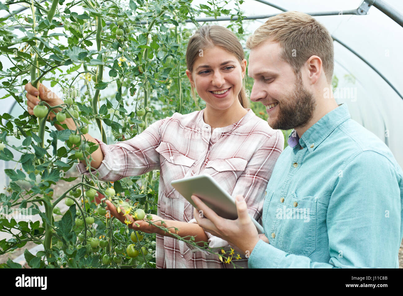 I lavoratori agricoli controllo di piante di pomodoro con tavoletta digitale Foto Stock