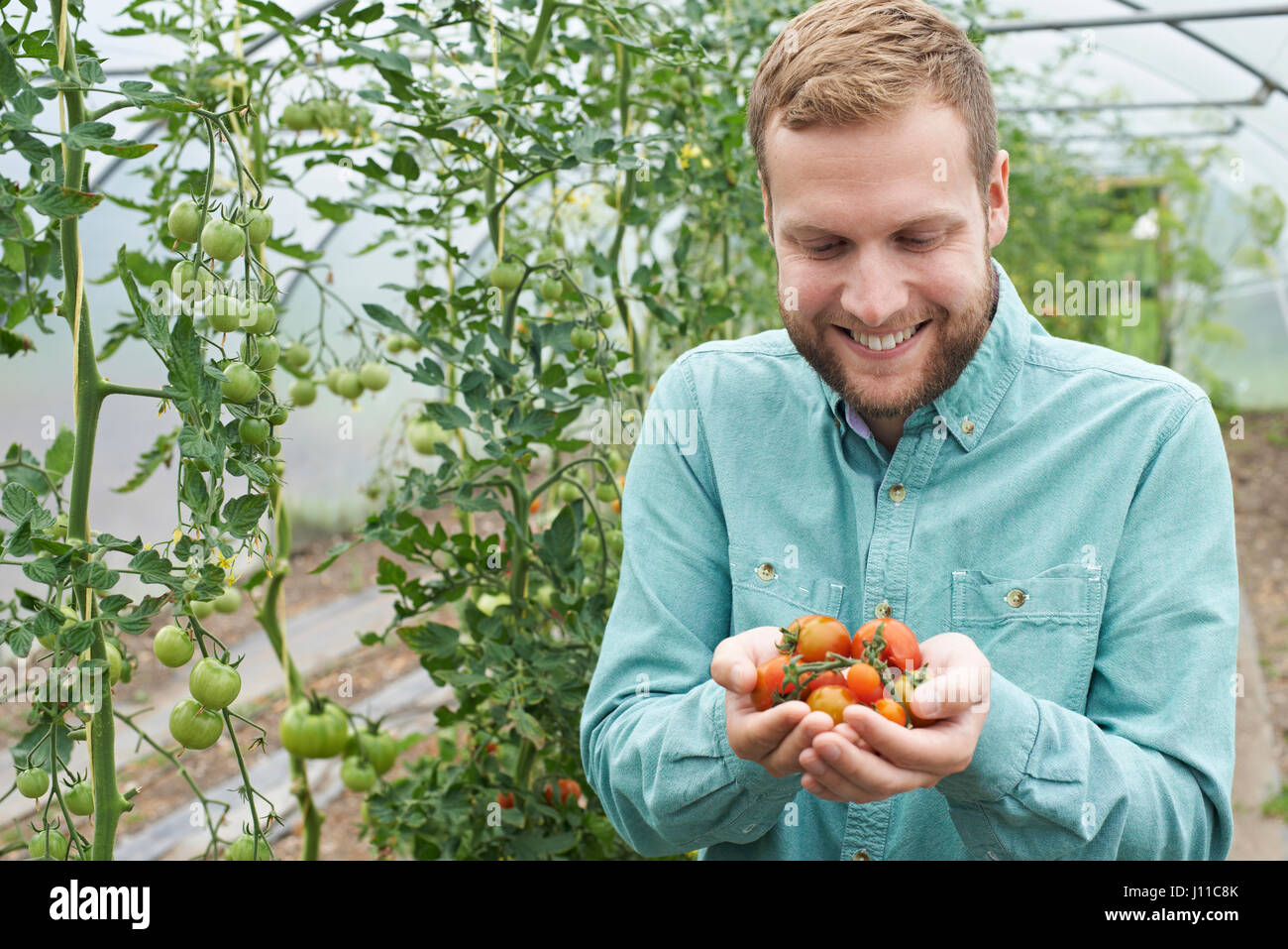 Maschio lavoratore agricolo controllo di piante di pomodoro in serra Foto Stock