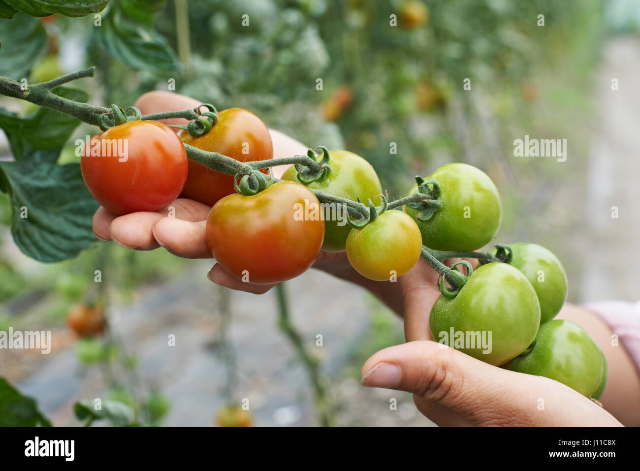 Close up femmina lavoratore agricolo controllo di piante di pomodoro in serra Foto Stock