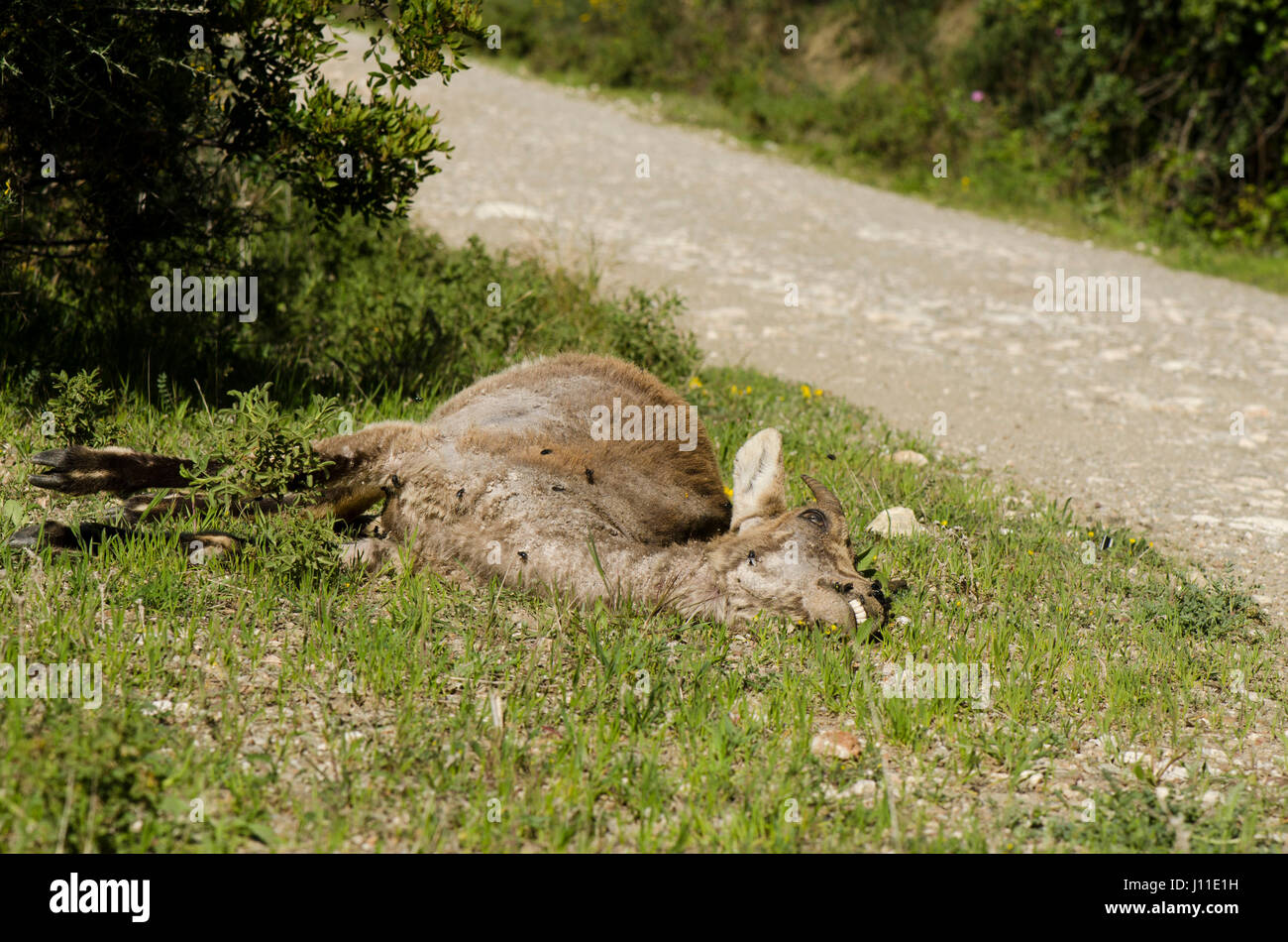 Un giovane iberico ibex, Spagnolo ibex, Spagnolo capra selvatica, o iberico stambecco (Capra pyrenaica) che giace morto lungo la strada. Andalusia, Spagna Foto Stock