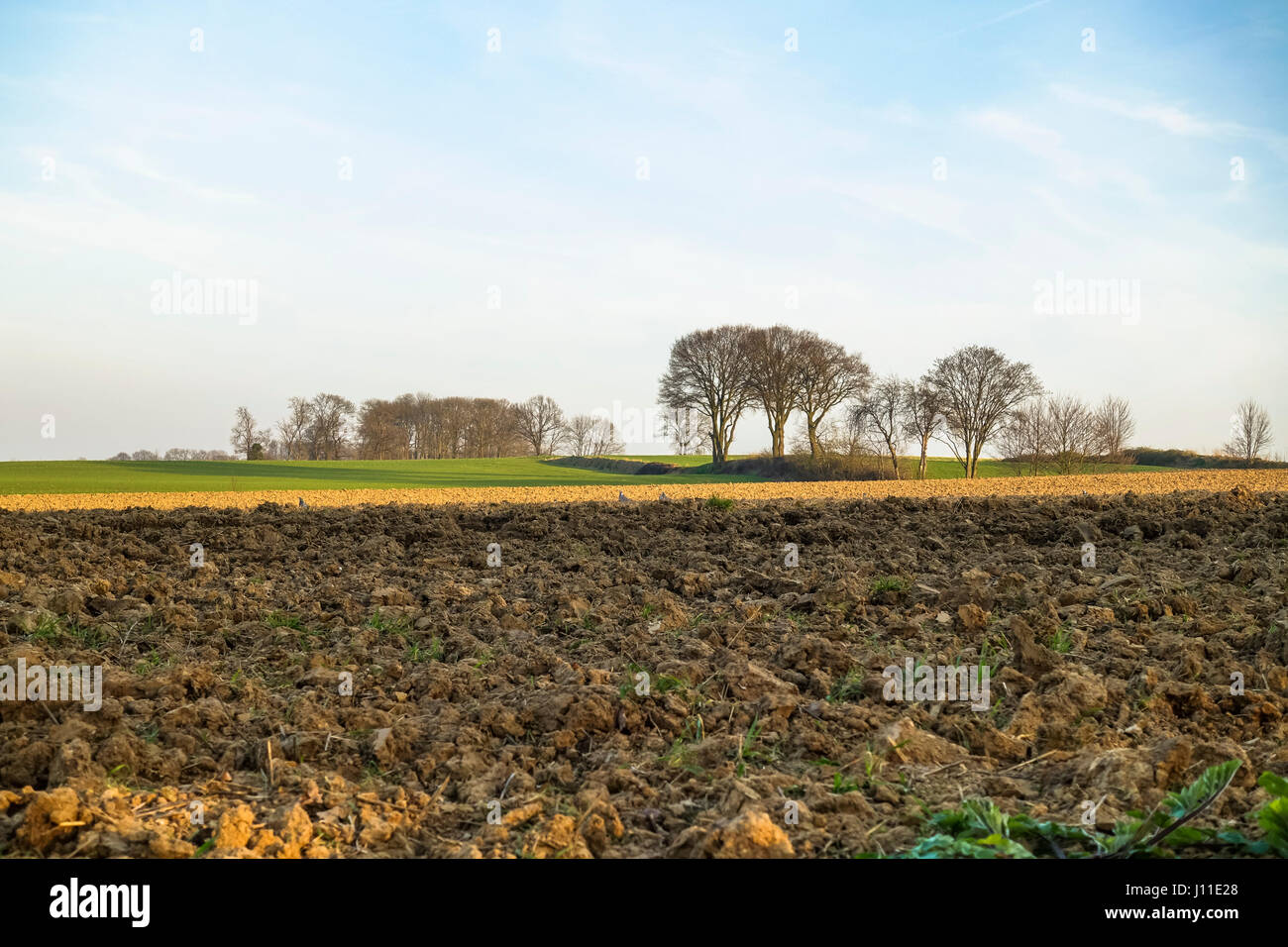 Campagna, paesaggio con terreni coltivati, in inverno, Limburgo, Paesi Bassi. Foto Stock