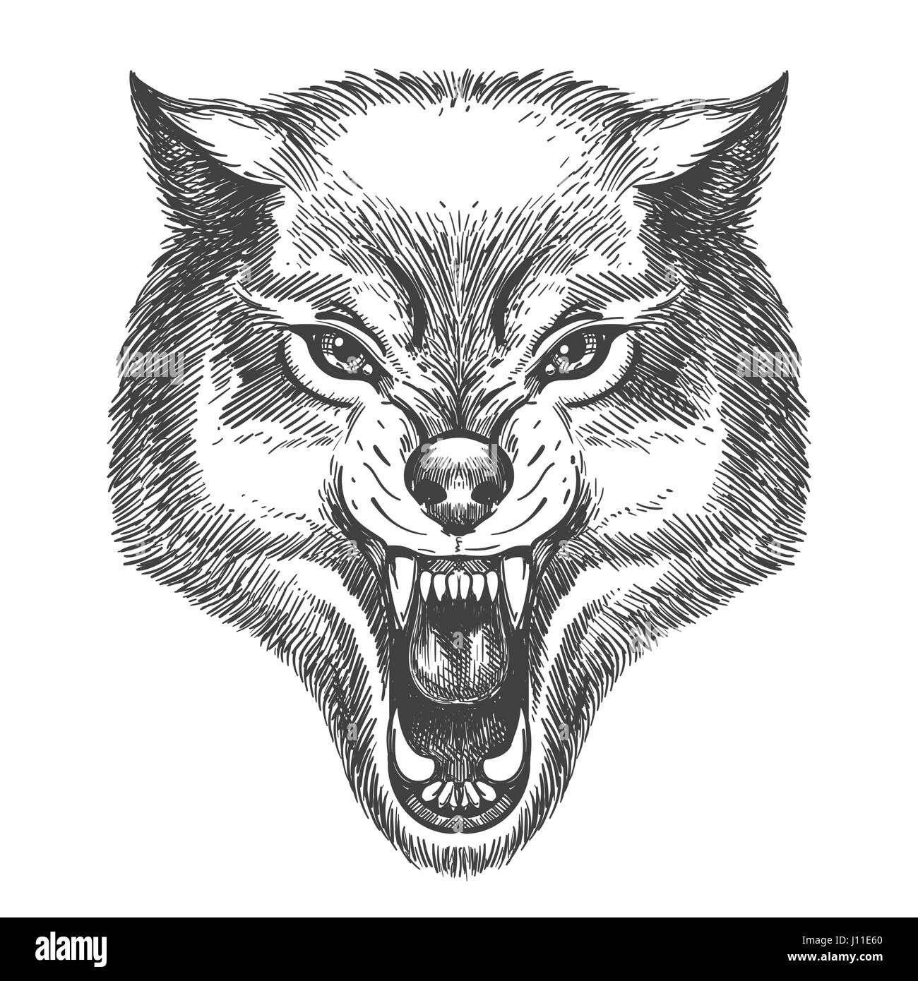 Disegnata a mano testa di lupo nel disegno stile. Lupo con bocca aperta  illustrazione vettoriale isolato su bianco Immagine e Vettoriale - Alamy