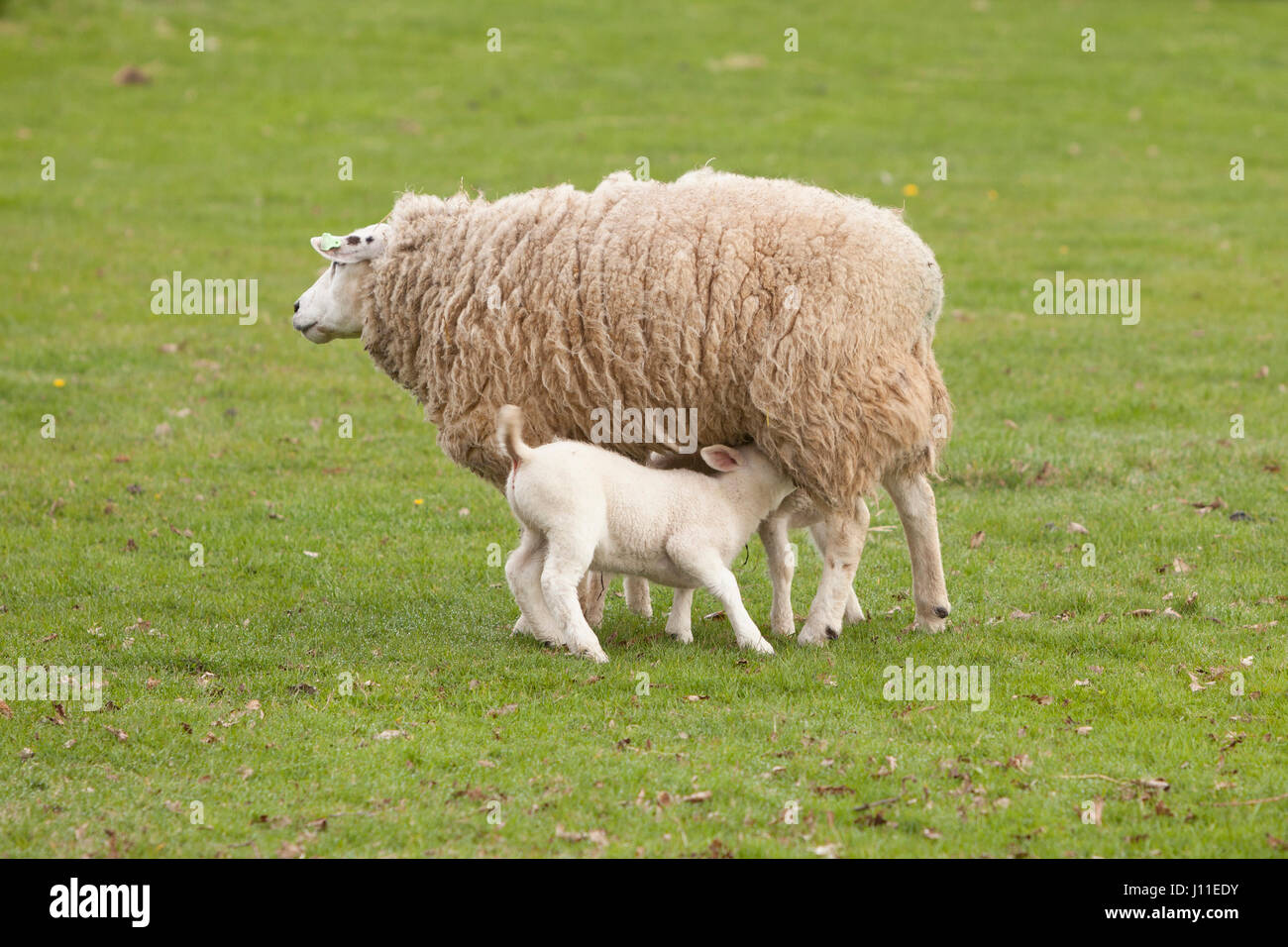 Agnello bevande dalla madre pecore nel verde prato erboso Foto Stock