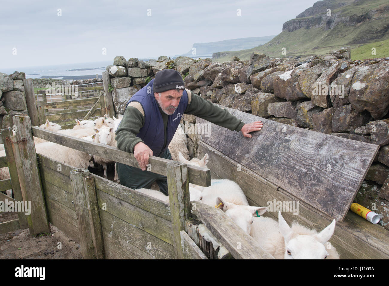 Gli agricoltori Jack Murdo controllare le sue pecore per infezione sull isola di Canna, Ebridi Interne, Scozia Foto Stock