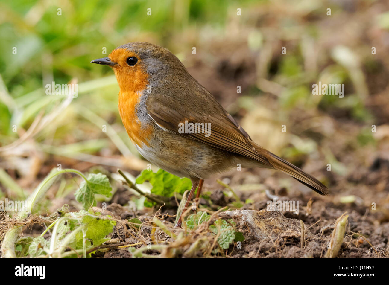 Robin europeo, Erithacus rubecula, su un giardino Foto Stock