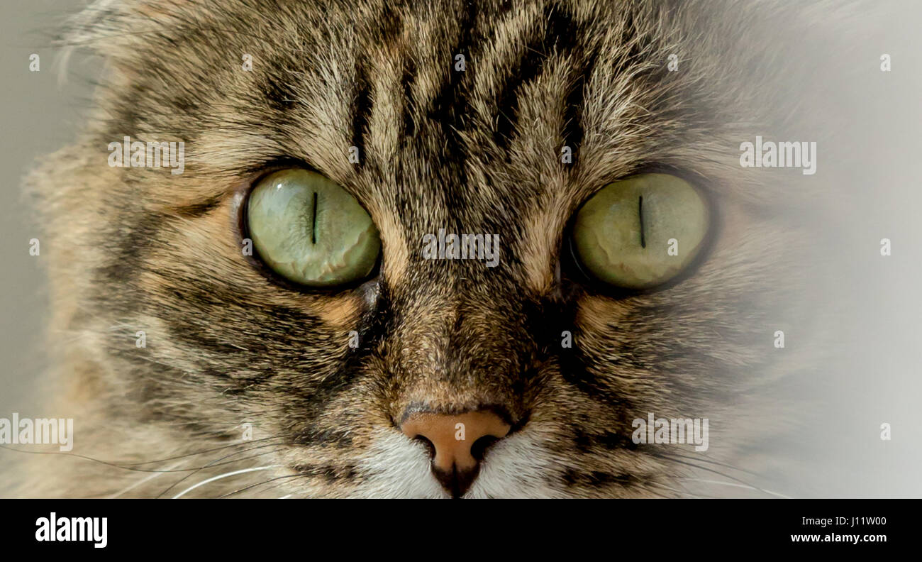 Fluffy gatto domestico con grandi occhi verdi Foto Stock
