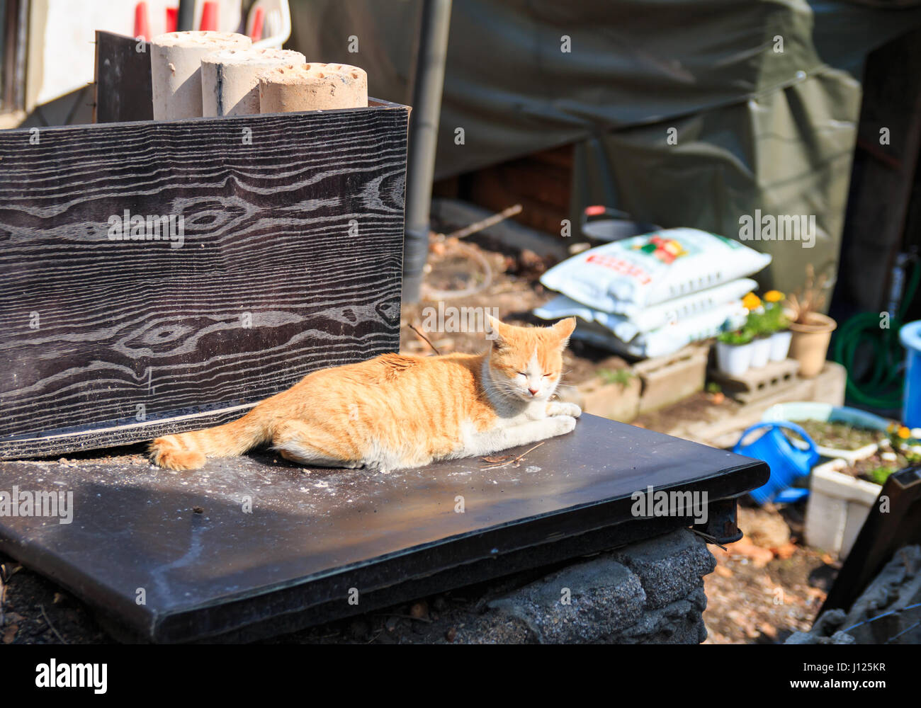 Alley Cat in baraccopoli in Seoul, Corea Foto Stock