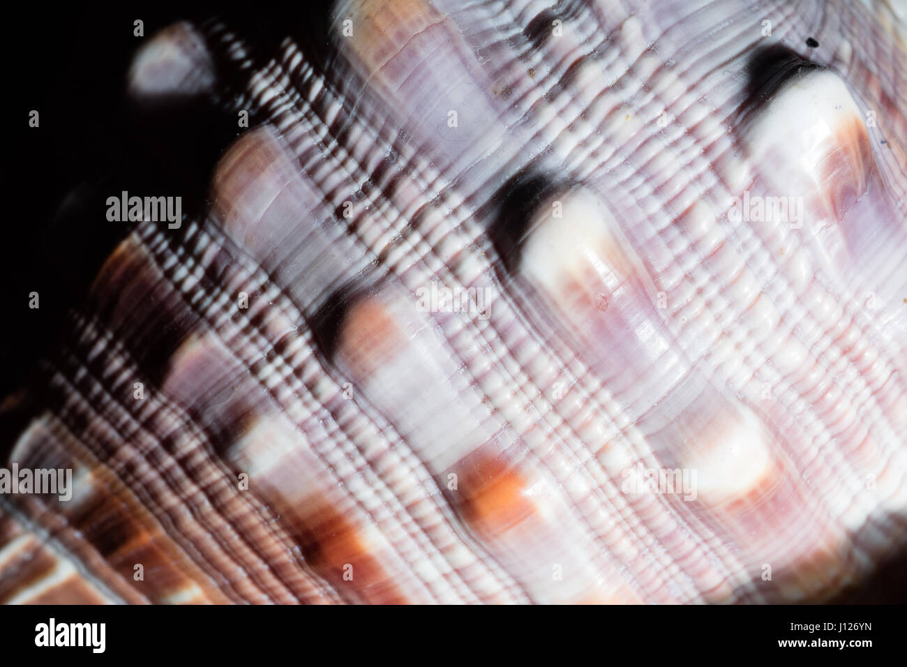 Macro di tessitura di una conchiglia marina Foto Stock